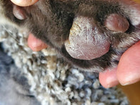 body butters for pets