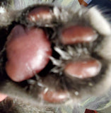 body butters for pets